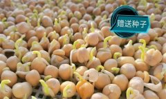 豌豆芽一播三收生產(chǎn)技術(shù)要點(diǎn)有哪些？