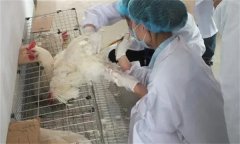 雞人工授精技術(shù)的優(yōu)越性有哪些？