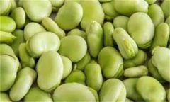 如何穴盤(pán)栽培生產(chǎn)蠶豆芽(苗)？