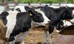 如何飼喂泌乳中期奶牛？