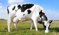為什么要重視奶牛泌乳高峰？