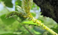 如何防治蘋(píng)果綿蚜？