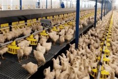 怎樣加強(qiáng)肉用種雞的光照管理？
