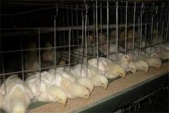 肉雞30日齡后“過(guò)料”是怎么回事？怎樣防治？